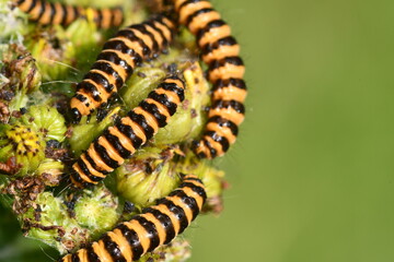 Cinnabar moth caterpillar, Kilkenny, Ireland