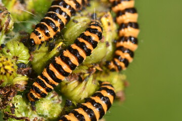 Cinnabar moth caterpillar, Kilkenny, Ireland