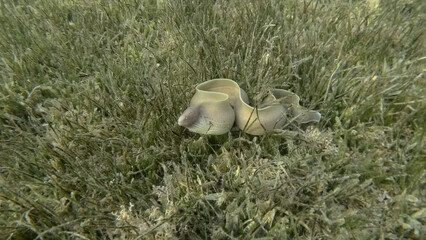 Obraz premium Close-up of Moray lie in green seagrass. Geometric moray or Grey Moray (Gymnothorax griseus) on Seagrass Zostera. Red sea, Egypt