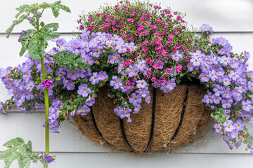 Fototapeta na wymiar Purple flowers in a wicker basket hanging on white wooden wall. Vintage house decor. 