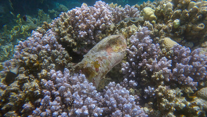 Old plastic bottle lies on the beautiful coral reef. Plastic pollution of the Ocean. Red sea, Egypt