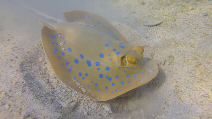 Stingray actively digs sandy bottom in search of food. Blue-spotted Stingray (Taeniura lymma)....