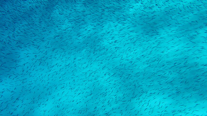 Massive school of small fish swims over sandy bottom background. Shoal of Silver-stripe round herring, slender sprat, or Kibinago minnow (Spratelloides gracilis) Red sea, Egypt