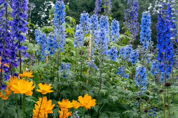 Blue flowers of Delphinium dictiocarpum (larkspur) and orange flowers of Golden Queen (globeflower, Trollius ledebouri), blooming in the garden. 
