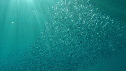 Large school of small fish swims under surface of water in the sun rays on dawn. Red sea, Egypt - obrazy, fototapety, plakaty