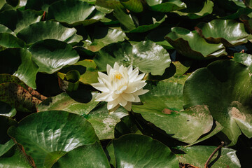 white water lily