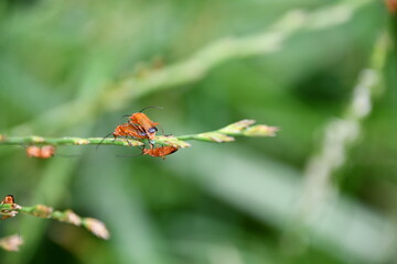 Rhagonycha fulva,  red soldier beetle,  the bloodsucker beetle, the hogweed bonking beetle, Kilkenny, Ireland