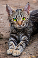 A cute kitten with green eyes folded its paws in front of it