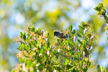 Plain-mantled Tit-Spinetail (Tijeral Común) Latin Name: Leptasthenura aegithaloides