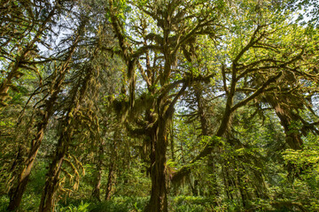 Lush, green foliage and a canopy of moss-draped trees in the Hoh rainforest in Olympic National Park in Washington state
