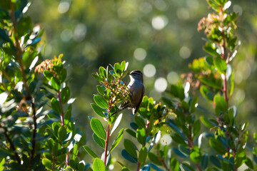 Plain-mantled Tit-Spinetail (Tijeral Común) Latin Name: Leptasthenura aegithaloides