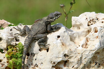 A lizard sits on a stone in a city park.