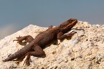 A lizard sits on a stone in a city park.