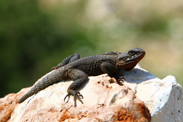 A lizard sits on a stone in a city park.