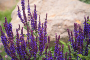 Blooming lavender in a flower bed. There is a large stone in the background. High quality photo