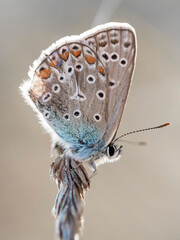 motyl modraszek ikar na suchej trawie z dużymi czarnymi oczami - obrazy, fototapety, plakaty