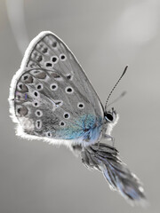 szary motyl w kółka i kropki na szarym tle © Colorful Soul