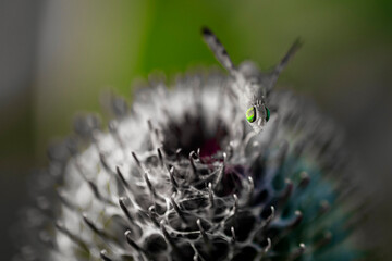 Fototapeta szara mucha z zielonymi dużymi oczami obraz