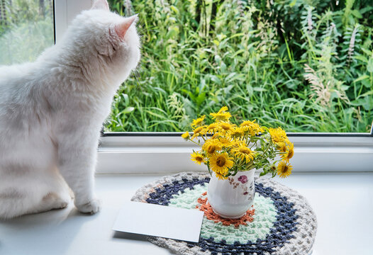 Greeting mockup scene on window sill of rural house. Blank paper, bouquet of wildflowers and cat
