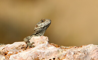 A lizard sits on a stone in a city park.