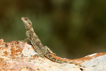 A lizard sits on a stone in a city park.