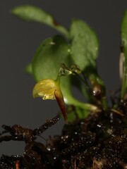 Miniature orchid Specklinia colombiana