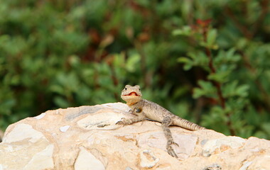 A lizard sits on a stone in a city park.