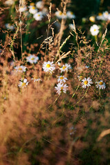 Wild flowers in a meadow. 