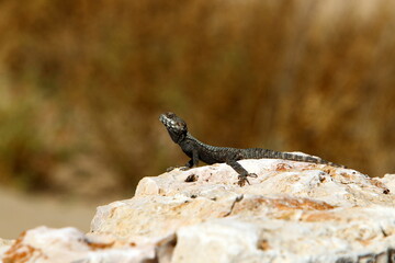 A lizard sits on a stone in a city park.