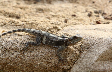 A lizard sits on a stone in a city park.
