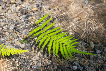 green fern leaf floating on the water