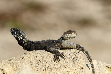 Fototapeta premium A lizard sits on a stone in a city park.