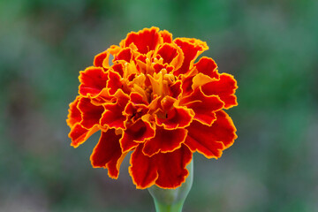 Close View Of Marigold Flower On Natural Background