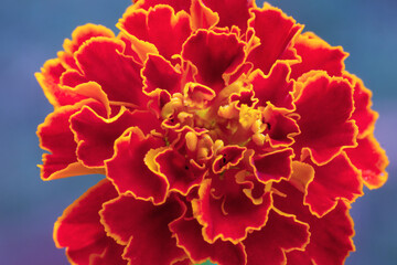 Close View Of Marigold Flower Over Natural Background