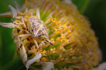Pentatomoidea Insects Sitting On Inverted Cosmos Flower
