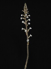 Flowers of terrestrial orchid Microchilus tridax