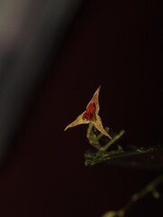Miniature orchid Lepanthes blepharistes 
