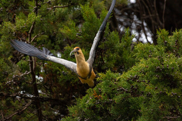 Black-faced Ibis (Bandurria) Latin Name: Theristicus melanopis.