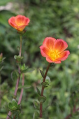 Orange flowers of Portulaca sp.