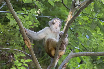 Naklejka na ściany i meble monkey on tree