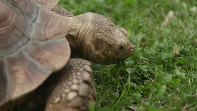 Tortoise eating grass close up