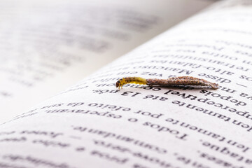 moth larva in cocoon on old book, feeding on paper or cellulose, macro photo of urban pest, lack of...
