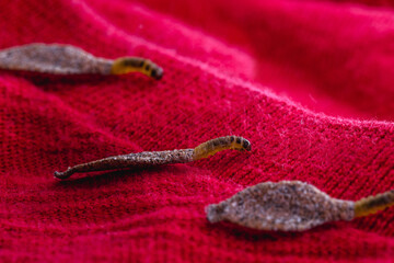 Wall moth larvae, or clothing moths, feed on fur, wool, dead skin fragments, hair and paper. Pierces stored and old clothes, need for detection