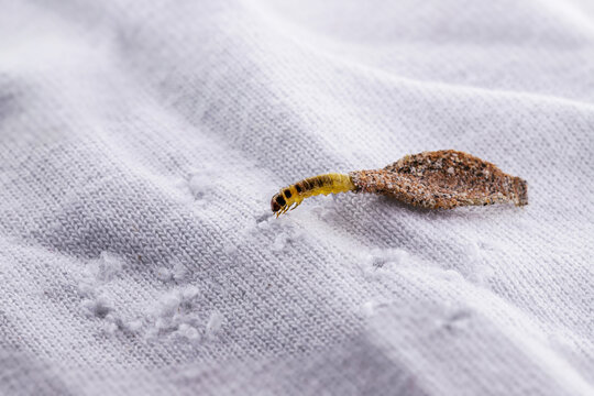 Wall moth larvae, or clothing moths, feed on fur, wool, dead skin fragments, hair and paper. Pierces stored and old clothes, need for detection