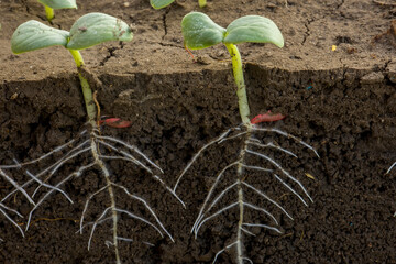 Young cucumber plants with roots.