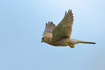 Kestrel Falco tinnunculus in flight, natural background