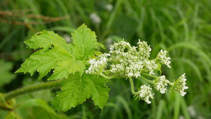 Giant hogweed Heracleum mantegazzianum bloom flower blossom cartwheel-flower, western honey bee...