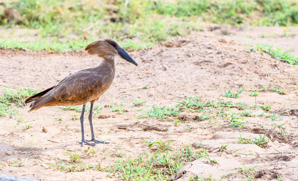 It's hammer time. Hammerkop foraging for food