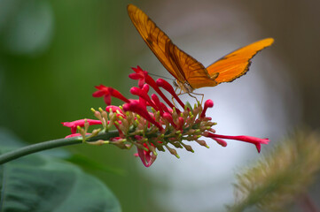 Butterfly on a flower at Butterfly Conservatory in Niagara Falls, Ontario