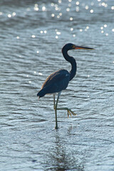 Tricolored Heron (Egretta tricolor) on a black sand beach at Papagayo Bay, Costa Rica.